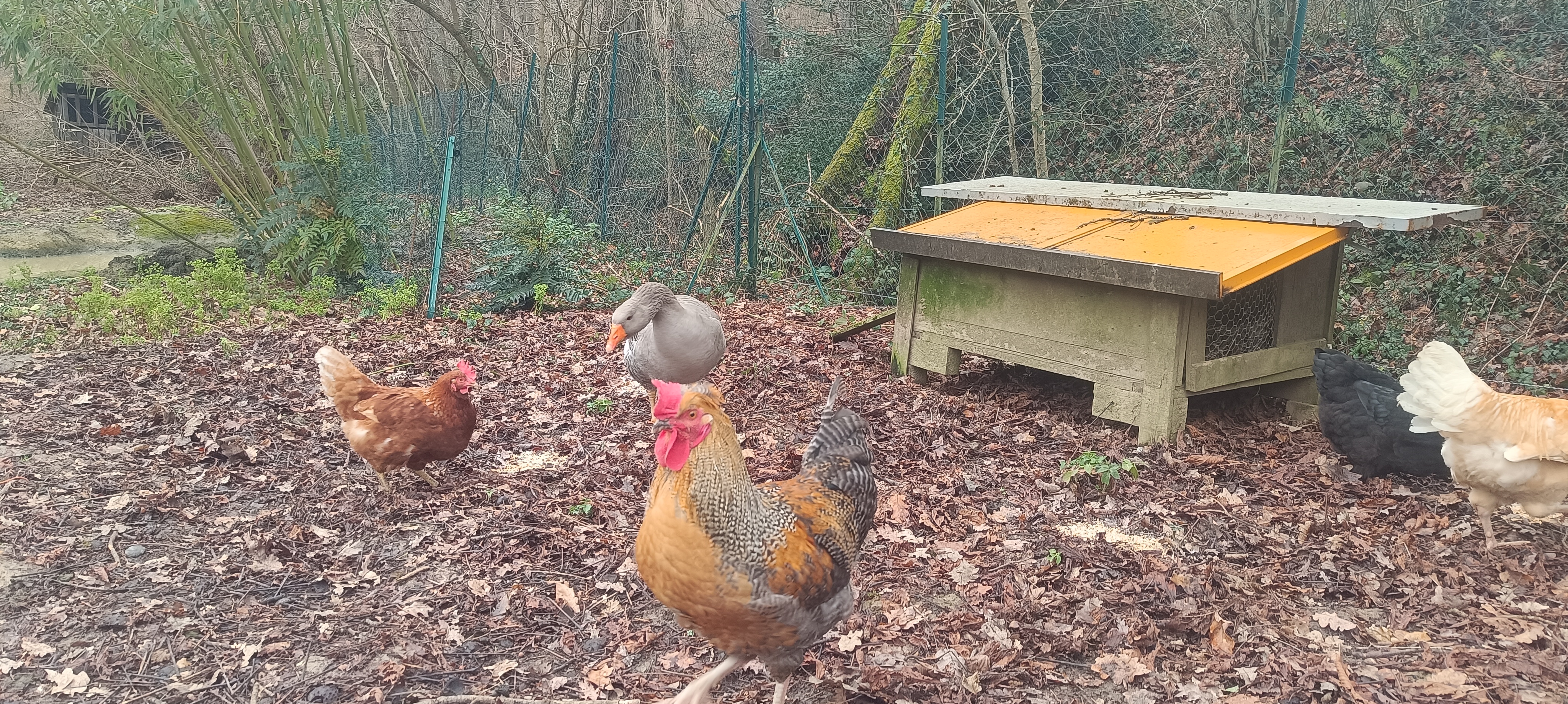 Médiation par les animaux